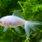 GOLD FISH - WHITE