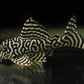 Yellow King Tiger Pleco - L333