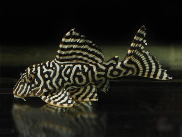 Yellow King Tiger Pleco - L333