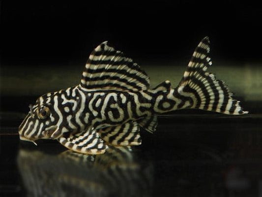 Yellow King Tiger Pleco - L333