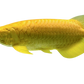 ALBINO GOLD AROWANA