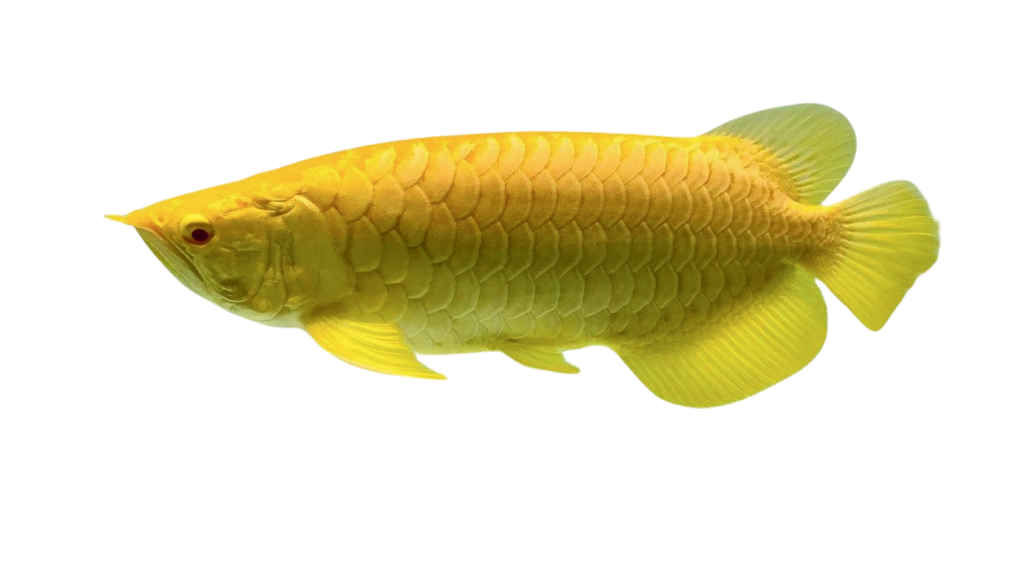 ALBINO GOLD AROWANA