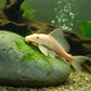 ALBINO SUCKER