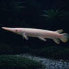 ALBINO ALLIGATOR GAR
