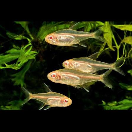 Albino Glow Light Tetra