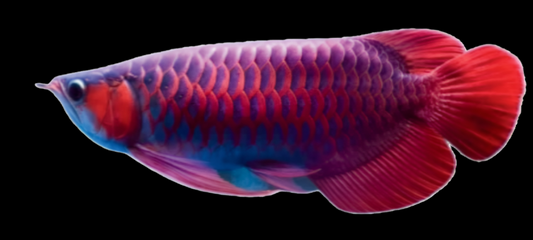 Blood Red Arowana