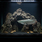 SILVER AROWANA