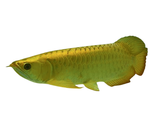 24K GOLDEN AROWANA