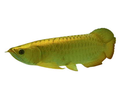 24K GOLDEN AROWANA