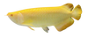 ALBINO BANJARED AROWANA