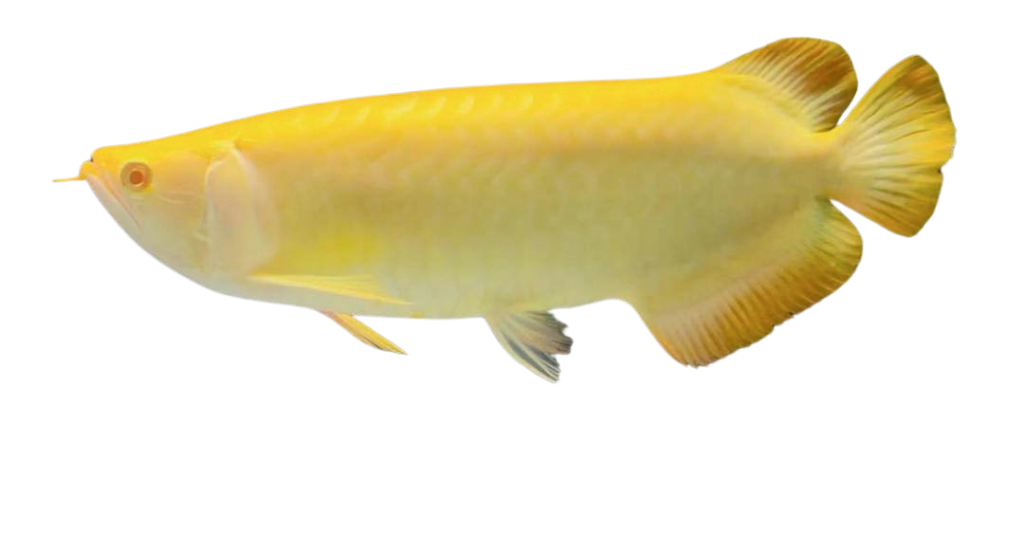 ALBINO BANJARED AROWANA