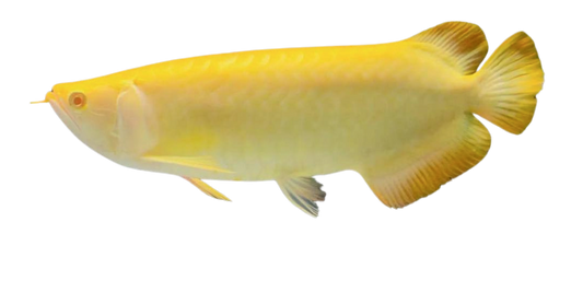 ALBINO BANJARED