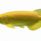 ALBINO GOLD AROWANA