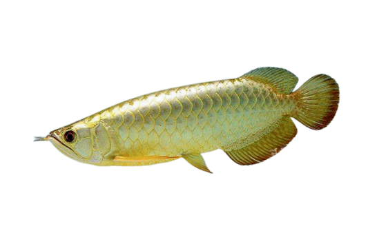 Green Arowana