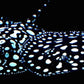Black Diamond Leopoldi stingrays