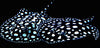 Black Diamond Leopoldi stingrays