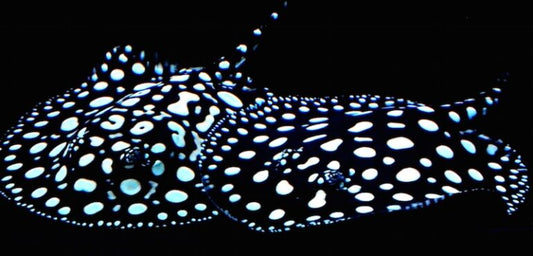 Black Diamond Leopoldi stingrays
