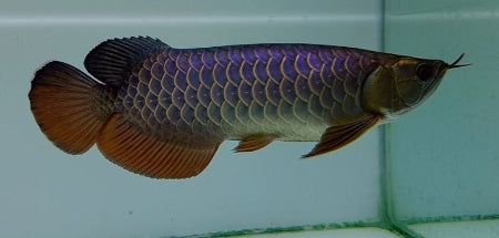 blue base golden arowana