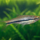 Fish swimming in an aquarium with a blurred green background