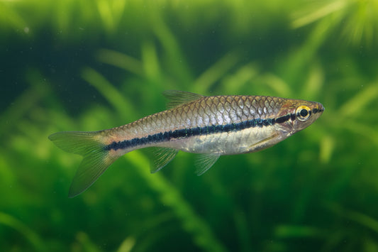 Fish swimming in an aquarium with a blurred green background