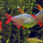 Colombian Tetra