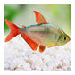 Colombian Tetra
