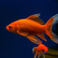 GOLD FISH -COMET