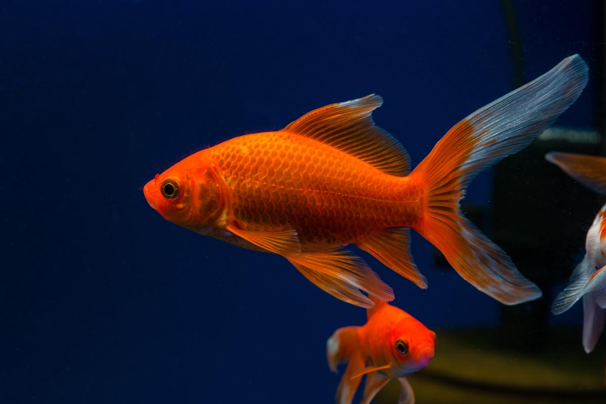 GOLD FISH -COMET