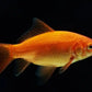 GOLD FISH -COMET