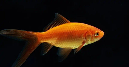 GOLD FISH -COMET