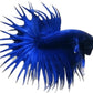 CROWN TAIL BETTA - male