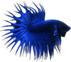 CROWN TAIL BETTA - male