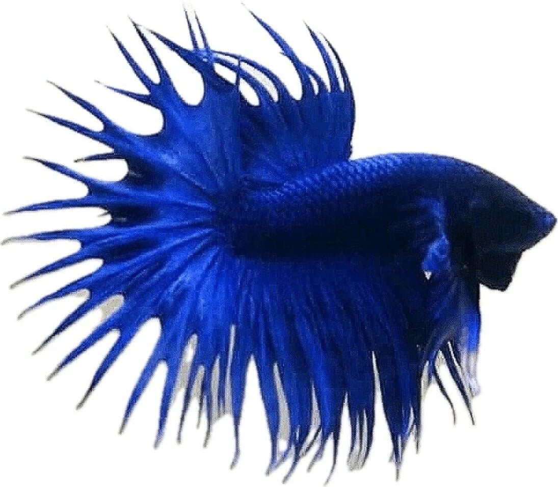 CROWN TAIL BETTA - male