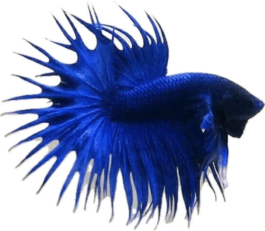 CROWN TAIL BETTA - male