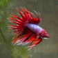 CROWN TAIL BETTA - male