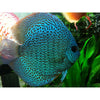 SNAKE SKIN DISCUS