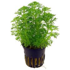 Limnophila sessiliflora aquatic plant