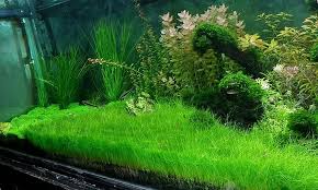 Eleocharis parvula foreground plant