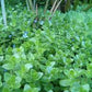 Bacopa caroliniana