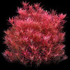 Rotala rotundifolia