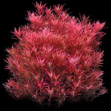 Rotala rotundifolia