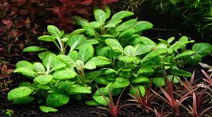 lobelia cardinalis aquarium plant