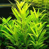 Hygrophila corymbosa 'Siamensis 53B'