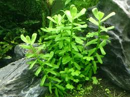 Bacopa monnieri 'Compact'