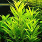 Hygrophila corymbosa 'Siamensis 53B'