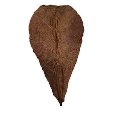 Betta Choice Catappa Leaves 