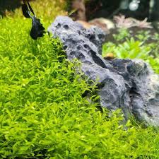 Hemianthus micranthemoides