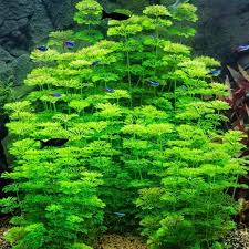 Limnophila sessiliflora aquatic plant