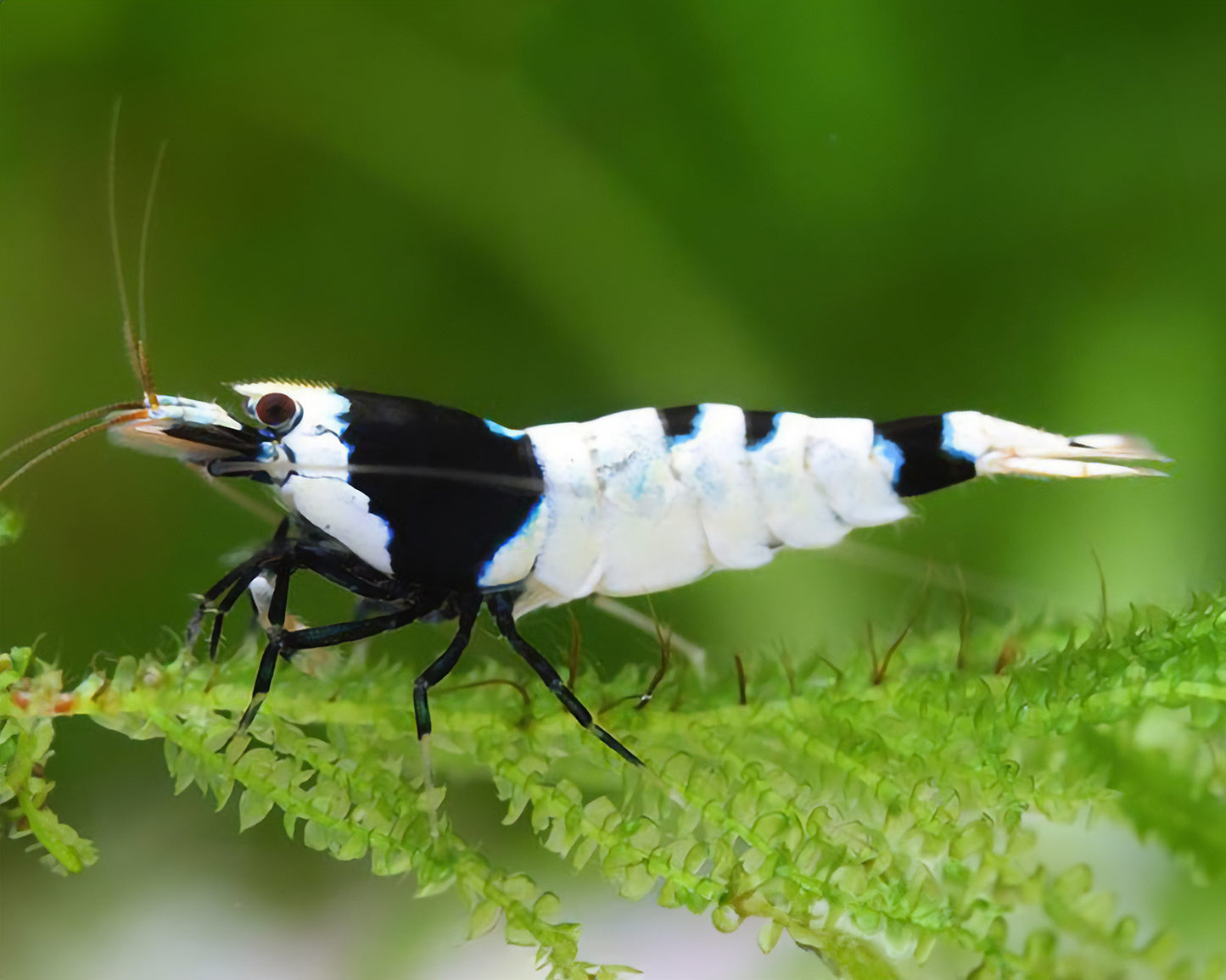 Black Bee Shrimp