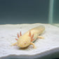 Golden Albino Axolotl